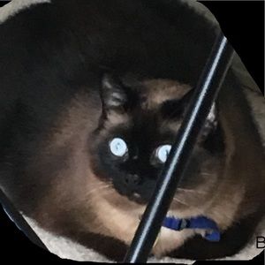 Meet your Posher, Owen